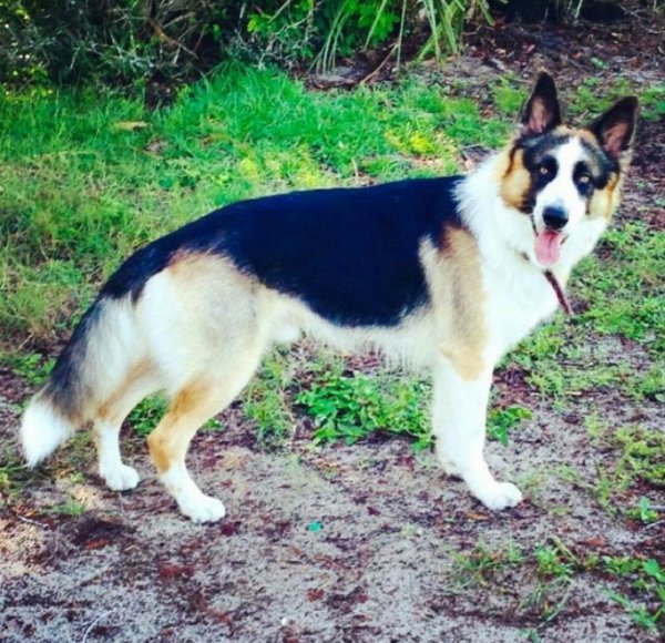 Овчарка панда