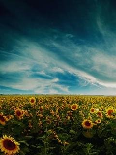 Sunflowers х2