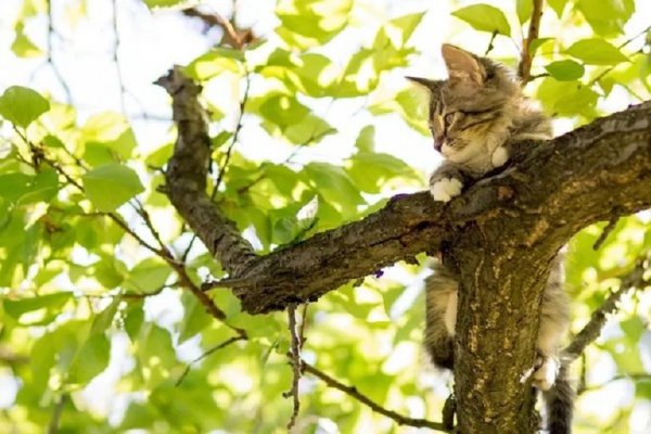 Кот на дереве