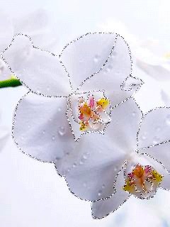 file_57439386