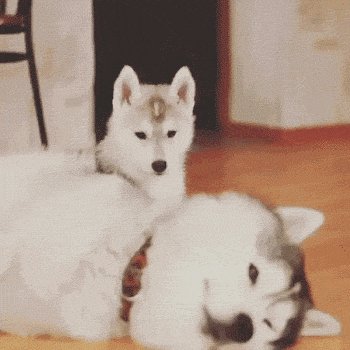 собака, щенок, гифка, живность
