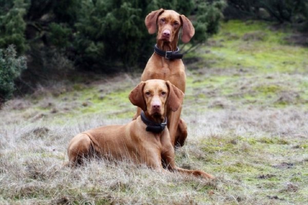 Венгерская выжла (8)