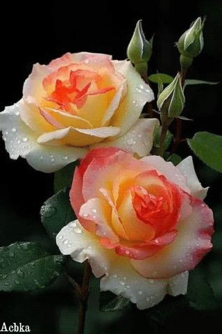 file_95222545