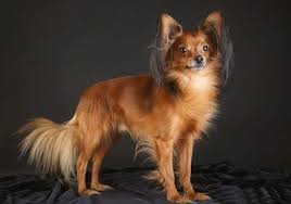 Той терьер 3