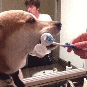 Самый полезный пёс в мире