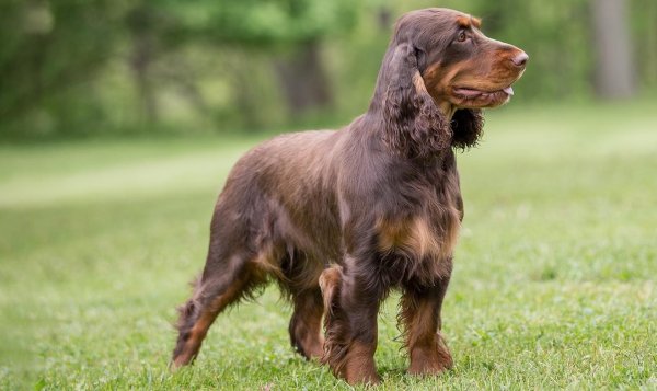 Немецкая перепелиная собака (3)