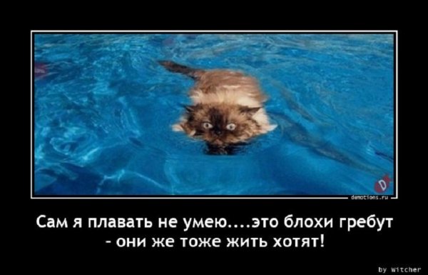 Сам я плавать не умею, это блохи гребут...