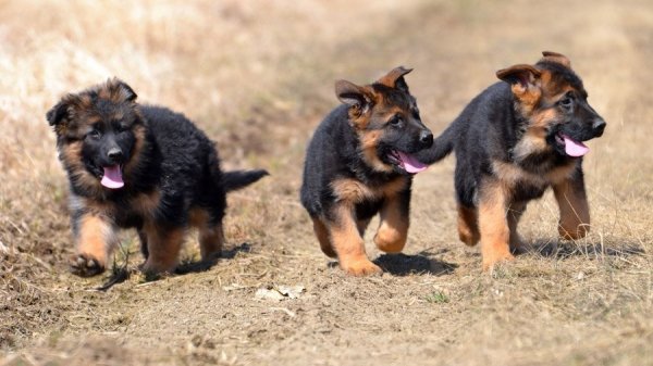 Немецкая овчарка (4)