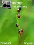 bugs