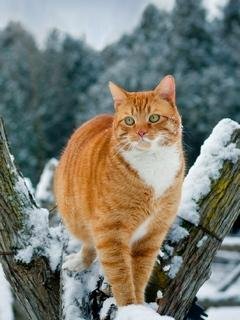 6 wiunter cat 2