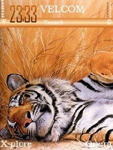 Tiger by Invictus