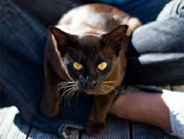 Мандалай (2)