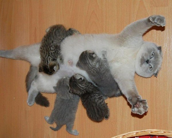 котята