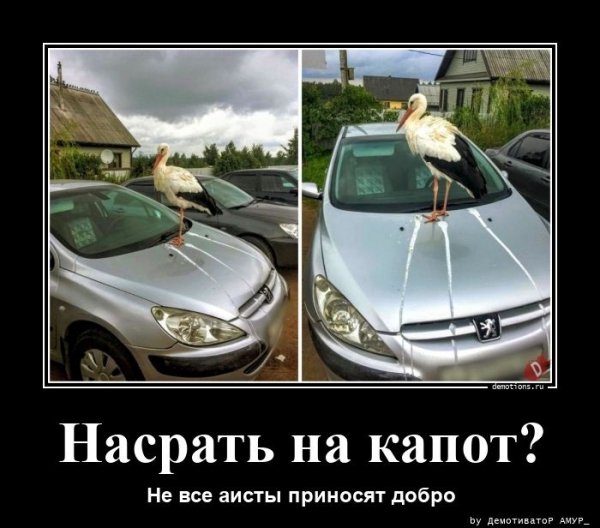 Не все аисты приносят добро...