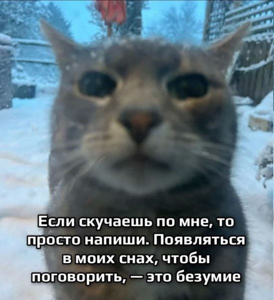 Когда в твои сны приходит кот которого ты оставил :