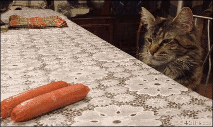 гифки, котэ, живность
