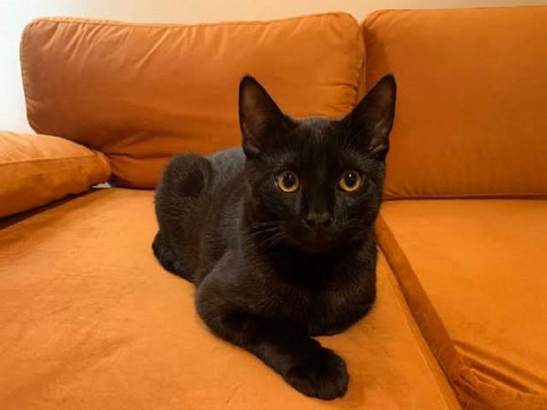 Бомбейская кошка. (2)