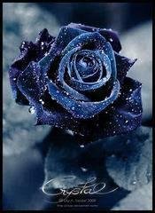 Темная роза 176