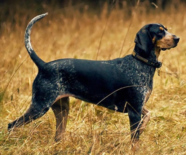 Крапчато-голубой кунхаунд (3)