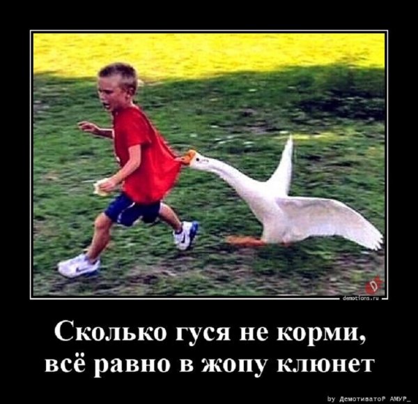 Сколько гуся не корми....