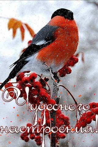 C628dad771cf57ef98cfb41fa77bf51e