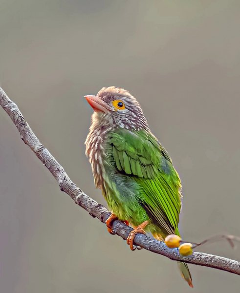 ПОЛОСАТЫЙ БОРОДАСТИК