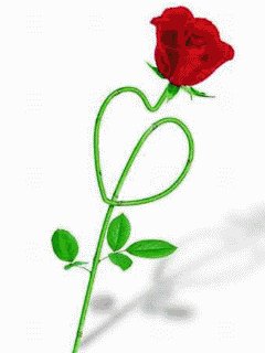 rose wx6zn4az
