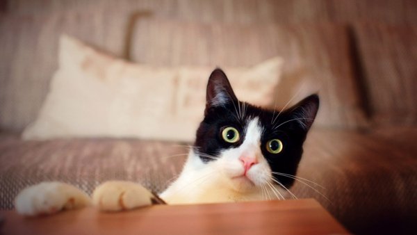 P8s3B0e5QVrypK9JDYyMgY1vNaazxEUeA0YX6jF5gH4c