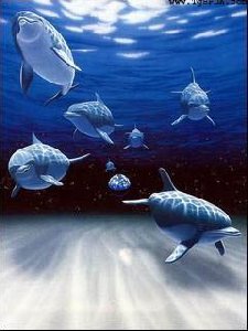 dolphin
