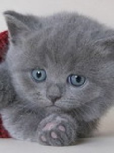the cat3