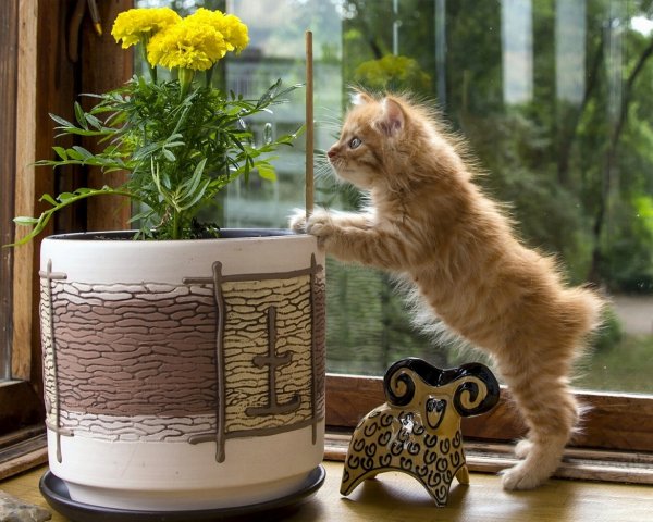 Курильский бобтейл порода