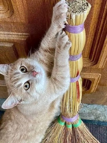 Кошка и веник