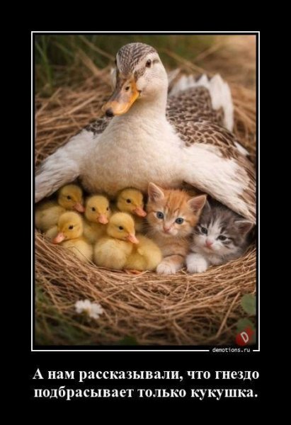 А нам рассказывали что в гнездо подбрасывает только кукушка