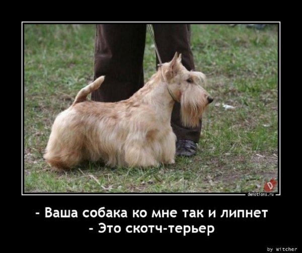 Это скотч-терьер