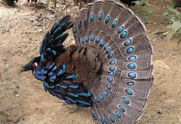 palavanskii pavlinii fazan