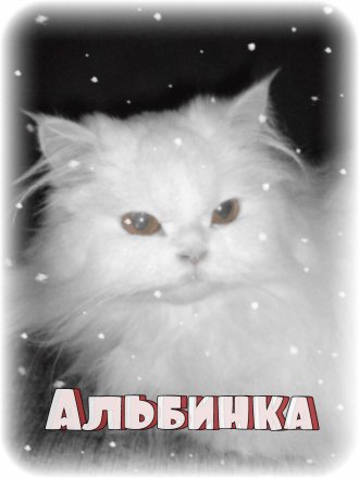 Альбинка
