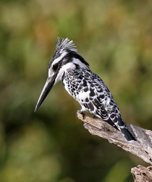 МАЛЫЙ ПЕГИЙ ЗИМОРОДОК