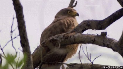 Хищная птица