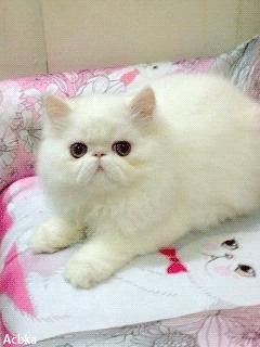 file_59519498