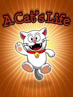 a cats life
