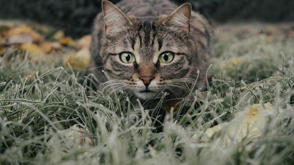 Cat-g9732a09ae-1920