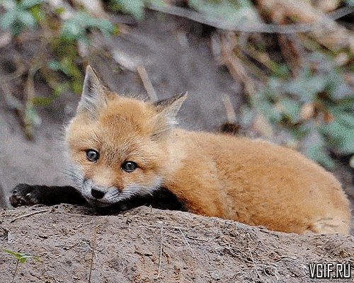 Vgif-ru-15189