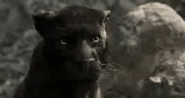 Маугли. 1542307358241 videotoimagegif