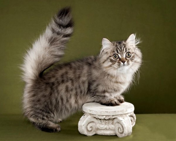 Менуэт кошка