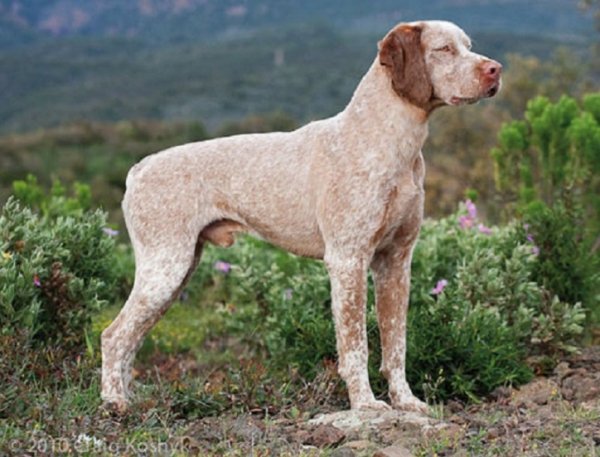 Бурбонский бракк (3)