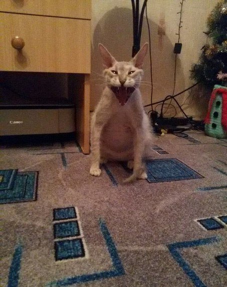 Моя беременная кошка просто зевнула