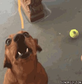 собакен, спагетти