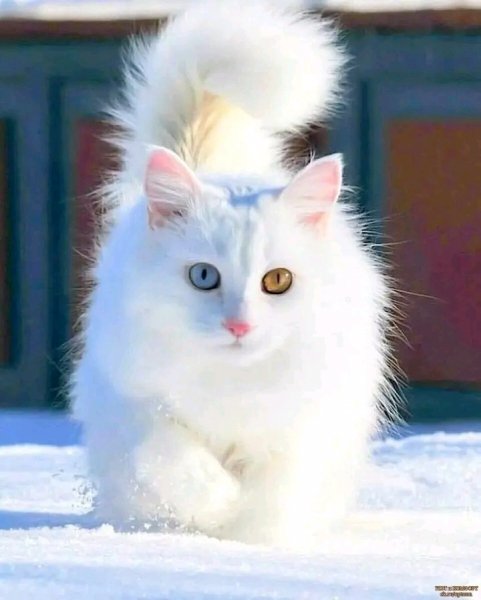 file_96720701