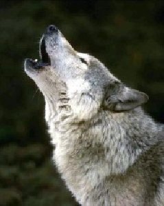 Wolf V3