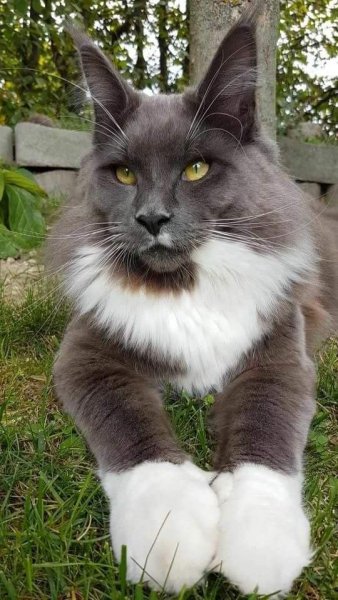 Кот